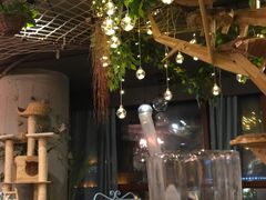 -共舞时光猫咖·狗咖(新街口店)