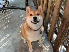 -柴犬高等学院·狗咖·柴犬售卖·宠物训练