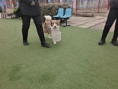 -宠物寄养训练学校