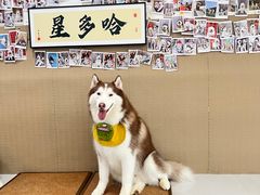 -星多哈·狗咖·拼豆·咖啡