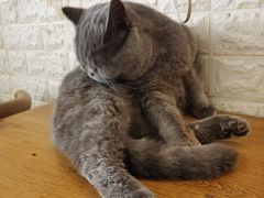 -平行世界·猫咖(首经贸店)
