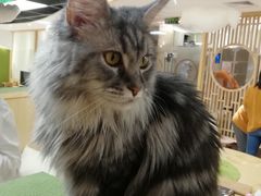 -猫和宫(六道口店)