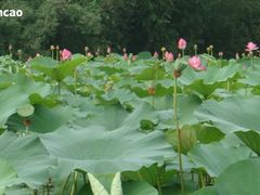 -紫竹院公园冰场