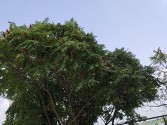 -白洋淀景区