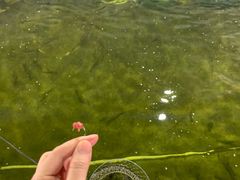 -光头佬钓虾场·烧烤·聚餐·亲子(金沙洲店)