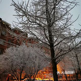 白雪却嫌春色晚，故穿庭树作飞花