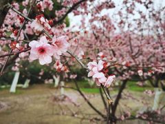 -南京古林公园