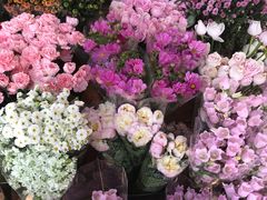-曲阳花鸟市场(曲阳路店)