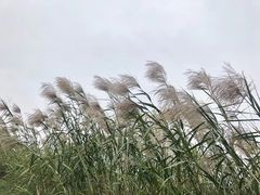 -金鸡湖桃花岛