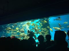 -北戴河圣蓝海洋公园