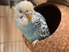 -上席擂茶·新中式青年茶馆(古城店)