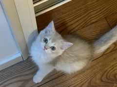 -欣宠猫屋·矮脚拿破仑·蓝金金渐层