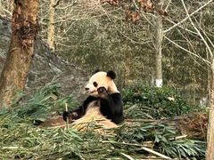 -都江堰中华大熊猫苑