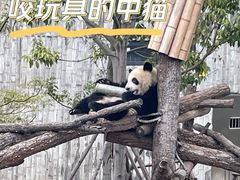 -成都大熊猫繁育研究基地