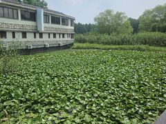 -苏州太湖国家湿地公园