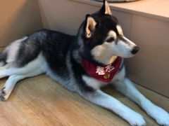 -Husky Go! 哈士奇体验馆·宠物咖啡厅狗咖