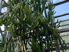 -南山植物园
