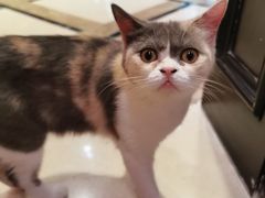 -猫色咖啡·猫咖