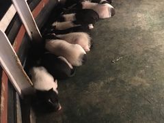 -灵玲国际马戏城
