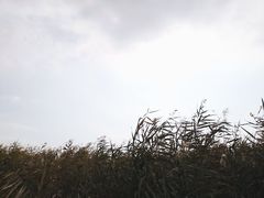 -西青郊野公园