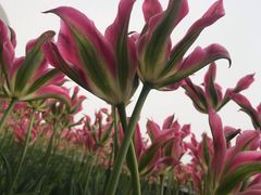 -上海鲜花港