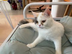 -平行世界·猫咖(首经贸店)