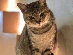 -猫儿山۰猫主题餐厅