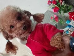 -芭比堂动物医院·犬猫全科·异宠专科(雁塔分院)