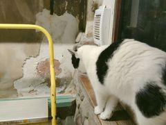 -猫咪博物馆(顶澳仔猫街店)