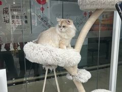 -爱洗澡的猫(天河路店)