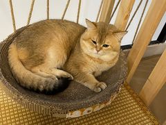 -柴迷FANS CLUB·柴犬狗咖·猫咖