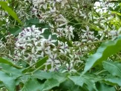 -南宁良凤江国家森林公园