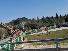 -贵州森林野生动物园