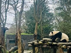 -都江堰中华大熊猫苑