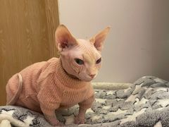-猫腻·猫咖·撸猫馆(星光大道店)