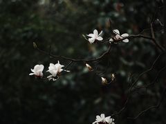 -杭州植物园
