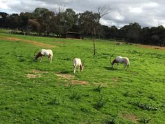 -威勒比开放式动物园