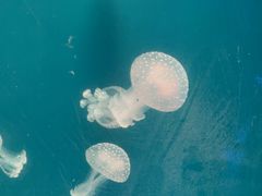-海合安青岛极地海洋公园