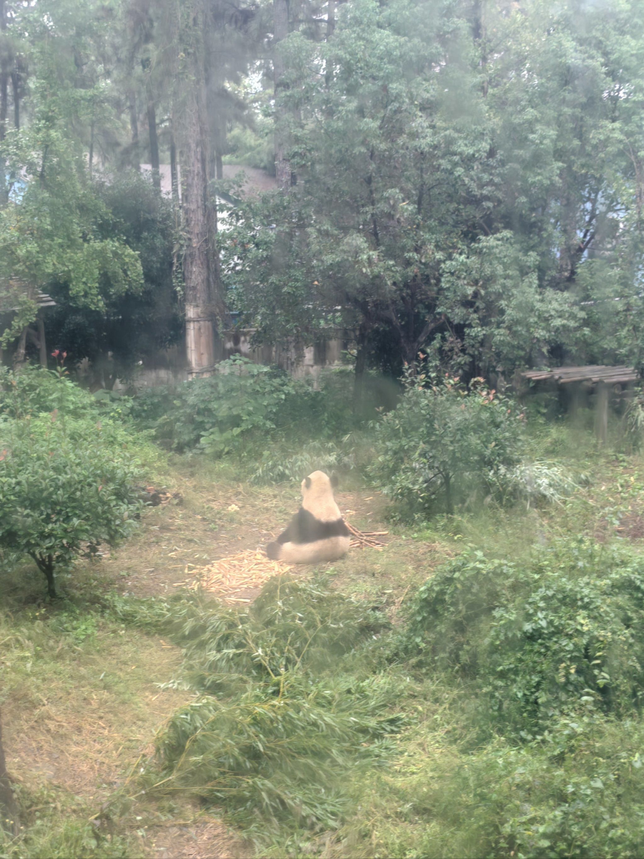 0元玩转这座城安吉竹博园的大熊猫,还挺