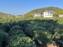 -树山生态村