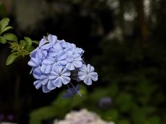 -三圣花乡旅游区