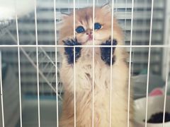 -宠爱国际动物医院· 猫科· 外科·中兽医(长白店)