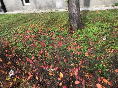 -玛丽·居里博物馆