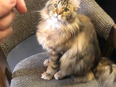 -十年猫舍·猫咪专门店(普陀店)
