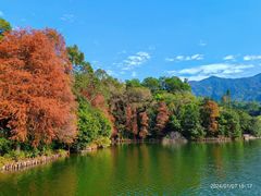 -深圳仙湖植物园