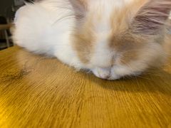 -平行世界·猫咖(首经贸店)