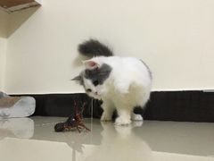 -傣妹休闲时尚火锅(星力壹号店)