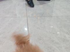 -瑞鹏瑞爱宠物医院·全科·猫科·血液透析中心(龙头寺店)