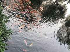 -西湖外事游船(花港观鱼码头)