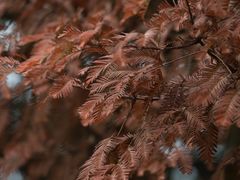 -白鹭湾湿地公园